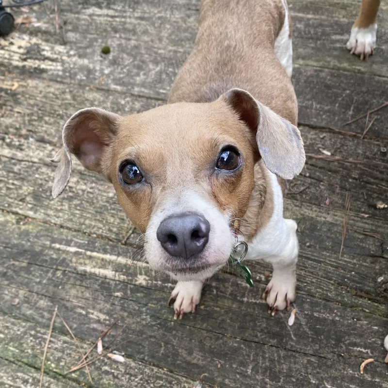 An adult small-sized male Brown / Chocolate Jack Russell Terrier dog named Patriot for adoption in Columbia, SC