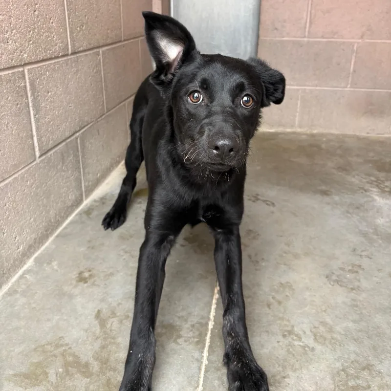 A young medium-sized female Labrador Retriever dog named Maleficent for adoption in Yuma, AZ
