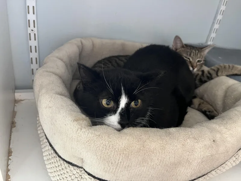 An adult medium-sized female Black & White / Tuxedo Domestic Short Hair cat named Miranda for adoption in Salisbury, MA