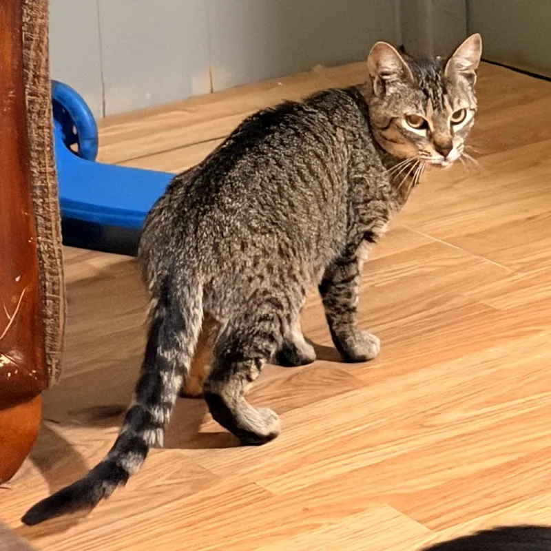 An adult medium-sized female Brown / Chocolate Domestic Short Hair cat named Sally for adoption in Coos Bay, OR
