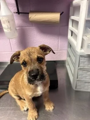 A baby small-sized male Brown / Chocolate Mixed Breed dog named 61394464 for adoption in El Paso, TX