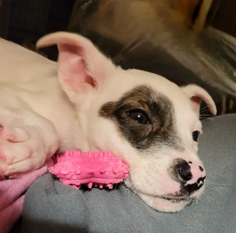 A baby small-sized male Chihuahua dog named Hendrix for adoption in Byron, IL