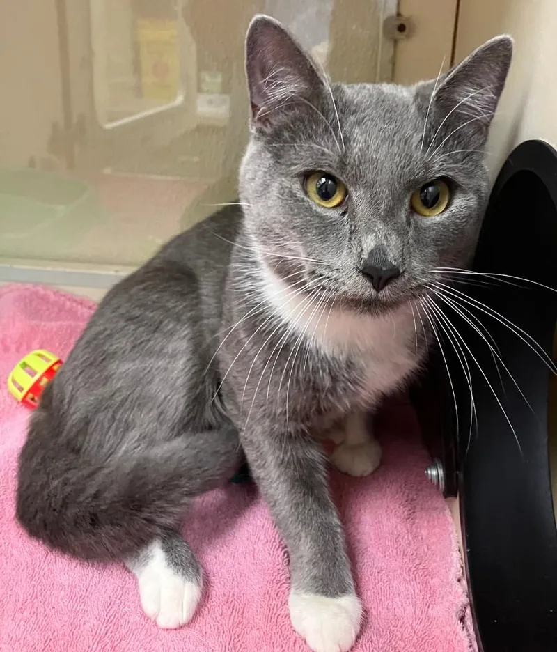 An adult medium-sized male Domestic Short Hair cat named Bob for adoption in Christiansburg, VA