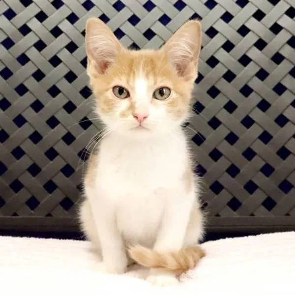 A baby small-sized male Domestic Short Hair cat named Tinky for adoption in Fort Davis, TX