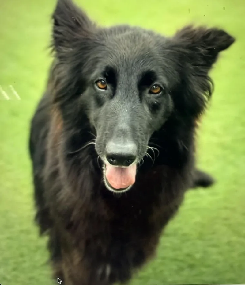 An adult large-sized female Black German Shepherd Dog dog named Annie for adoption in Brookfield, CT