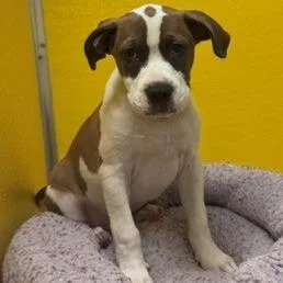 A baby medium-sized male Brown / Chocolate Pit Bull Terrier dog named Langston for adoption in Norman, OK