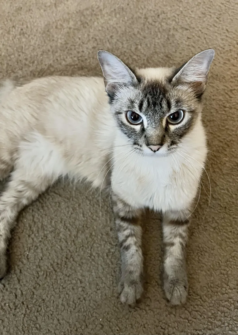 A young medium-sized female Siamese cat named Julissa INDOOR ONLY for adoption in Stockton, CA