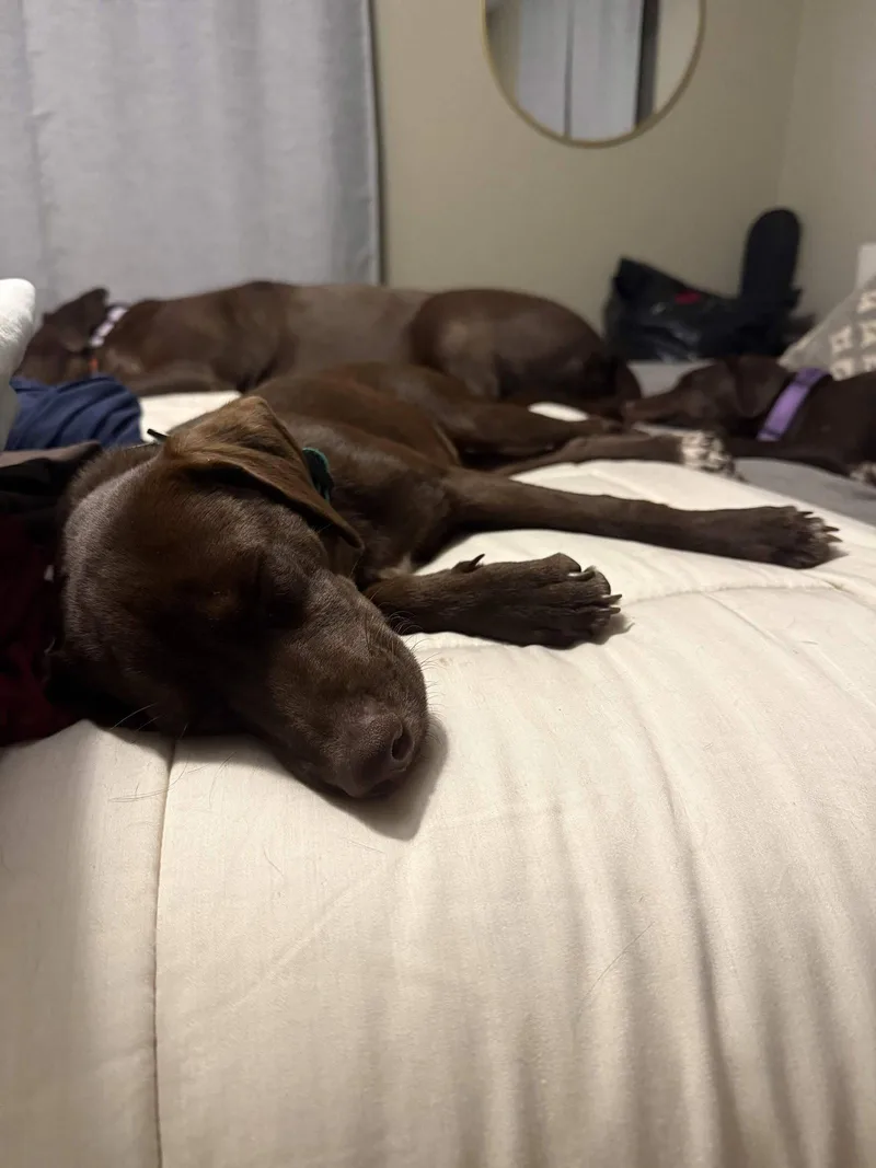 A young large-sized female Labrador Retriever dog named Scarlett for adoption in Fort Worth, TX