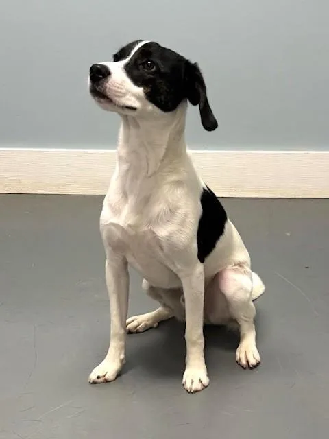 A baby medium-sized male Black Terrier dog named Toda for adoption in Hawk Point, MO