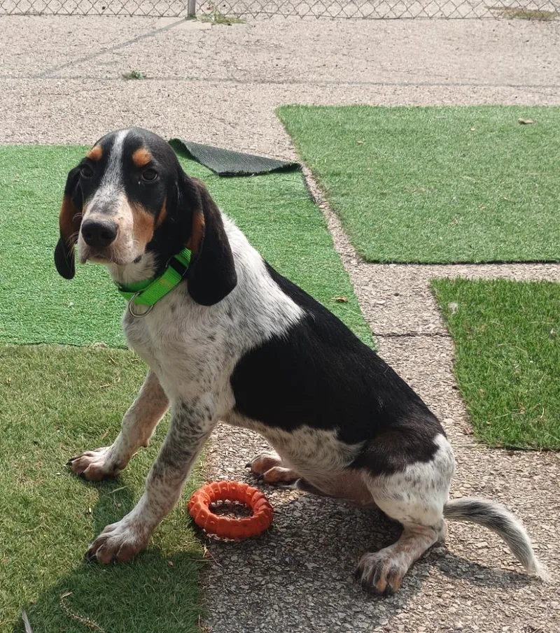 A baby large-sized male Bluetick Coonhound dog named Tobias $ for adoption in Milwaukee, WI