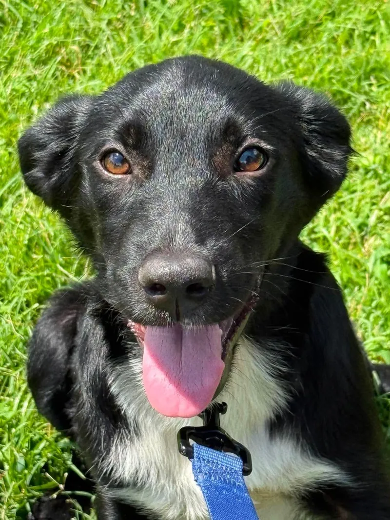 A baby medium-sized male Border Collie dog named Kane for adoption in China Township, MI