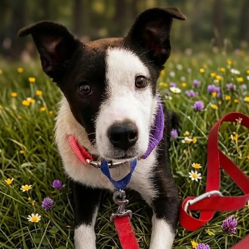 A young medium-sized female Black Border Collie dog named Camila for adoption in San Diego, CA
