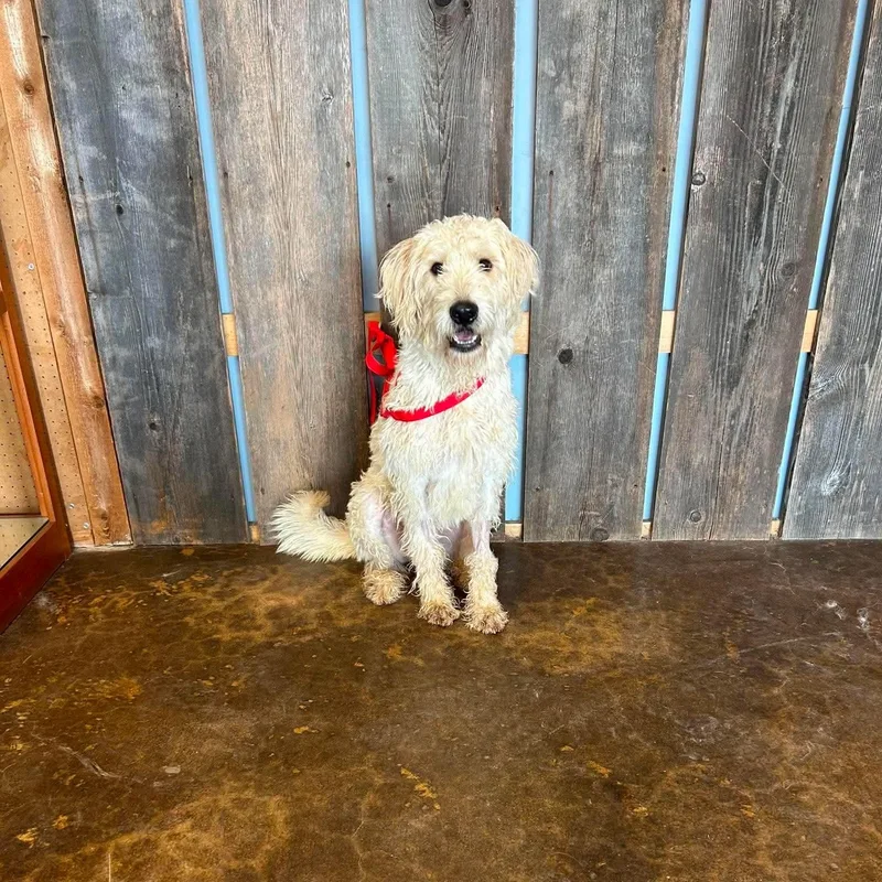 An adult medium-sized male Labradoodle dog named Hamilton for adoption in Milwaukee, WI