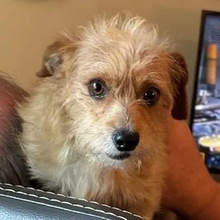 An adult small-sized male Norfolk Terrier dog named Squeak for adoption in Corsicana, TX