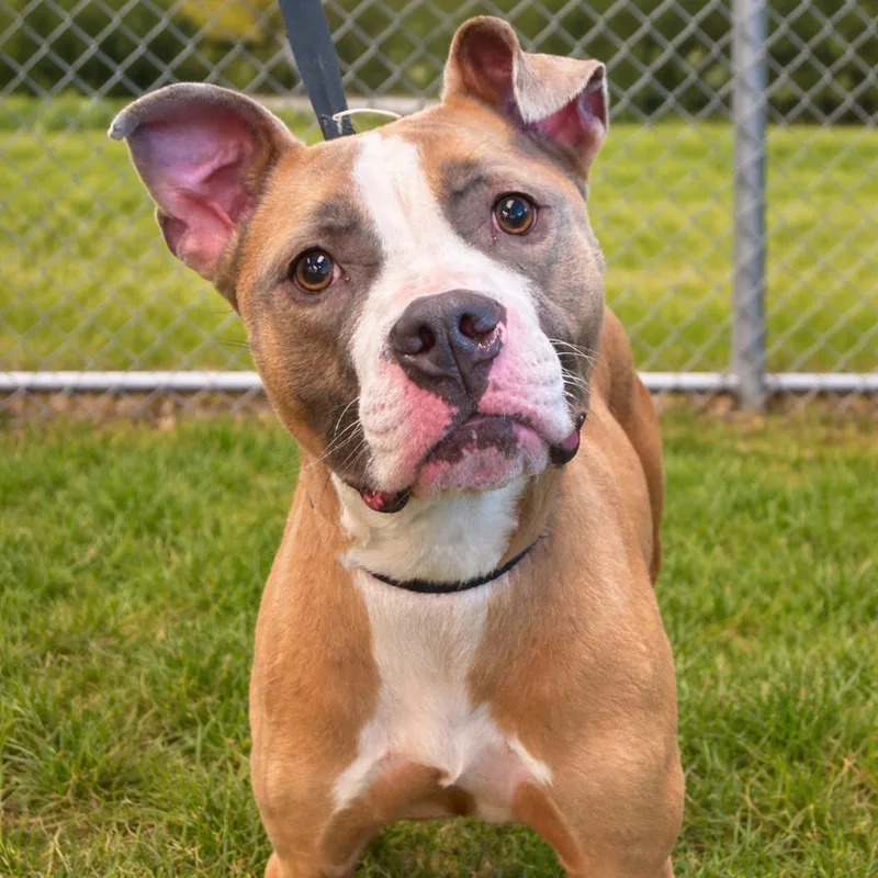 An adult medium-sized female White / Cream Mixed Breed dog named Auggie for adoption in Norman, OK