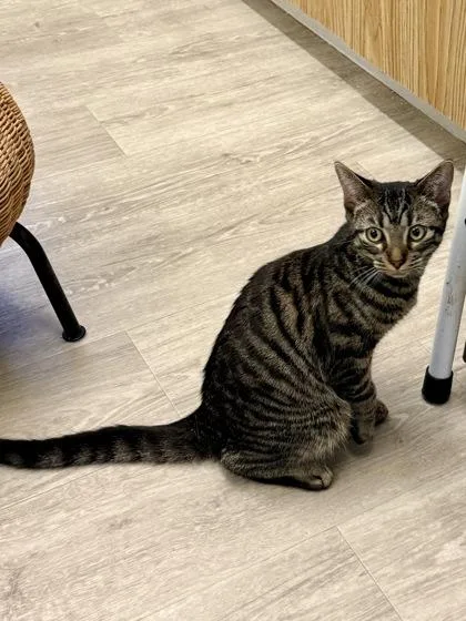 A young small-sized female Domestic Short Hair cat named Tarot for adoption in Downers Grove, IL