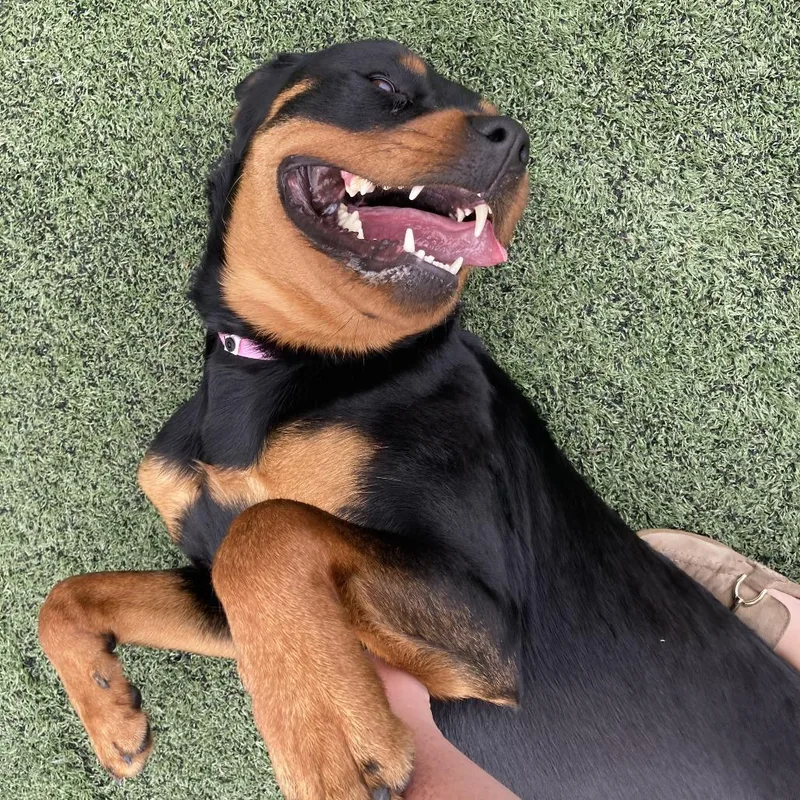 Lulu