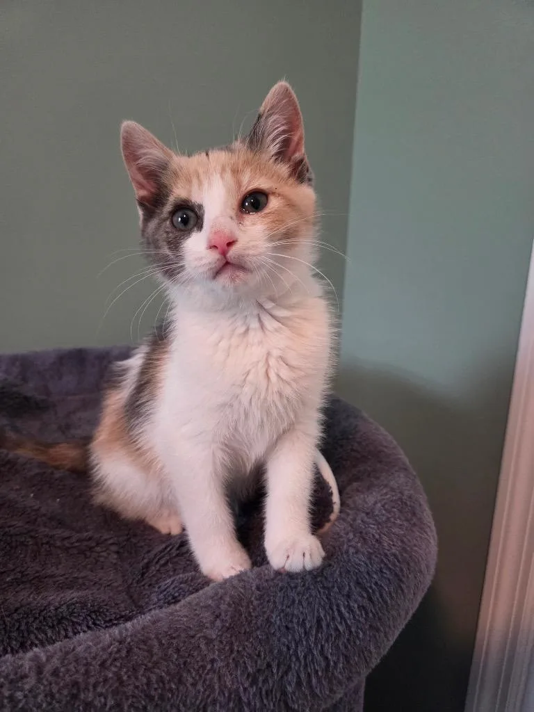 A baby medium-sized female Domestic Short Hair cat named Sundae for adoption in Evans, GA