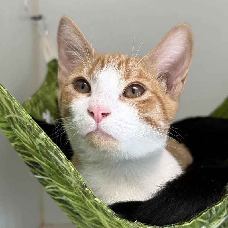 A young medium-sized female Domestic Short Hair cat named Margot for adoption in Oakland, CA