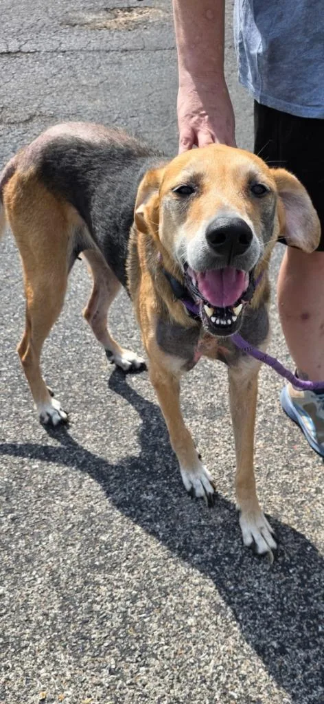 A senior medium-sized female Hound dog named Lady for adoption in Camden, TN