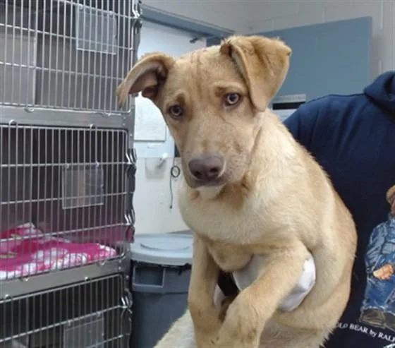 A baby large-sized male German Shepherd Dog dog named Oscar for adoption in Salinas, CA