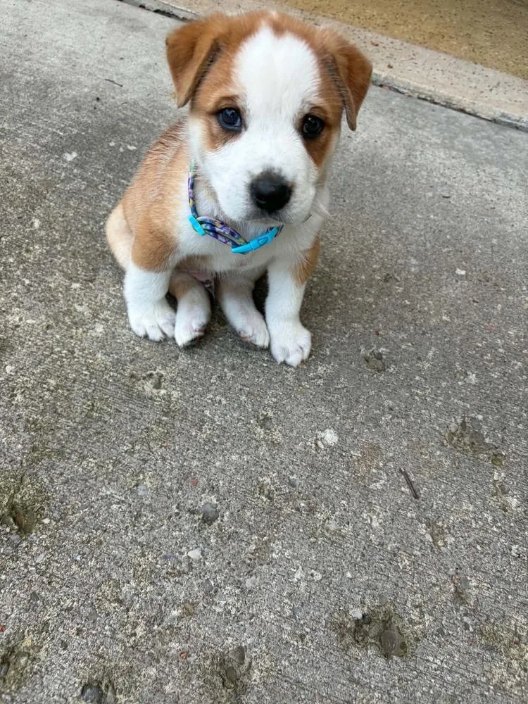 A baby small-sized male Mixed Breed dog named Gus for adoption in Amherst, NY