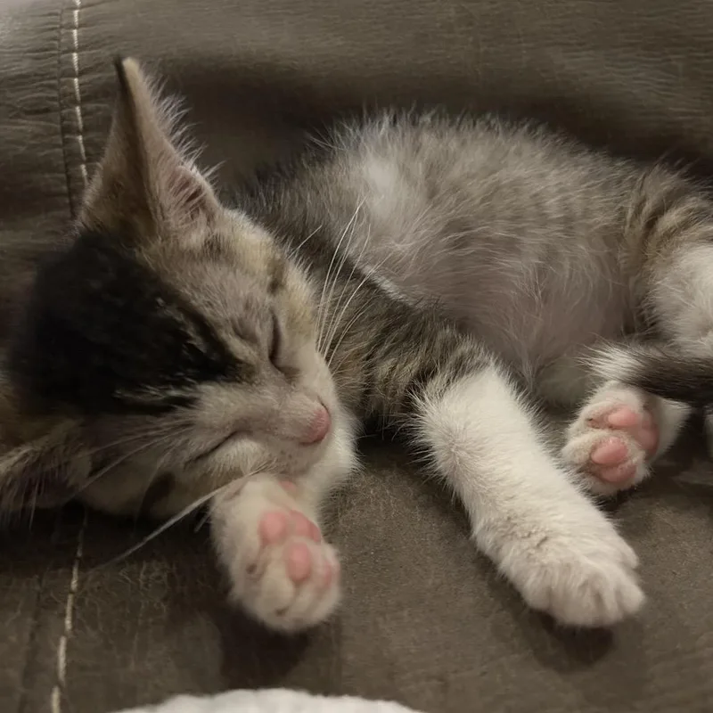 A baby small-sized male Gray / Blue / Silver Domestic Short Hair cat named Bam Bam for adoption in Volcano, HI