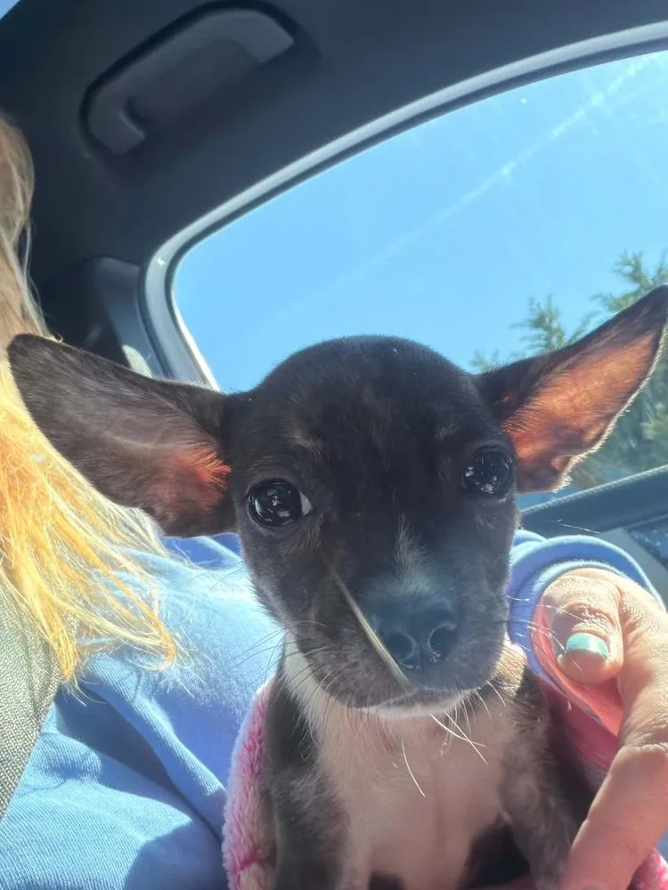 A baby small-sized female Brindle Chihuahua dog named Milan for adoption in Valley Stream, NY