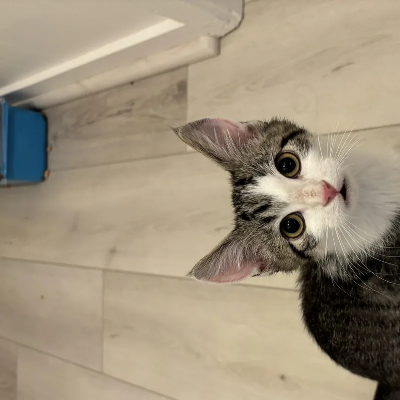 A baby medium-sized male Domestic Short Hair cat named Bob the Builder for adoption in Renton , WA