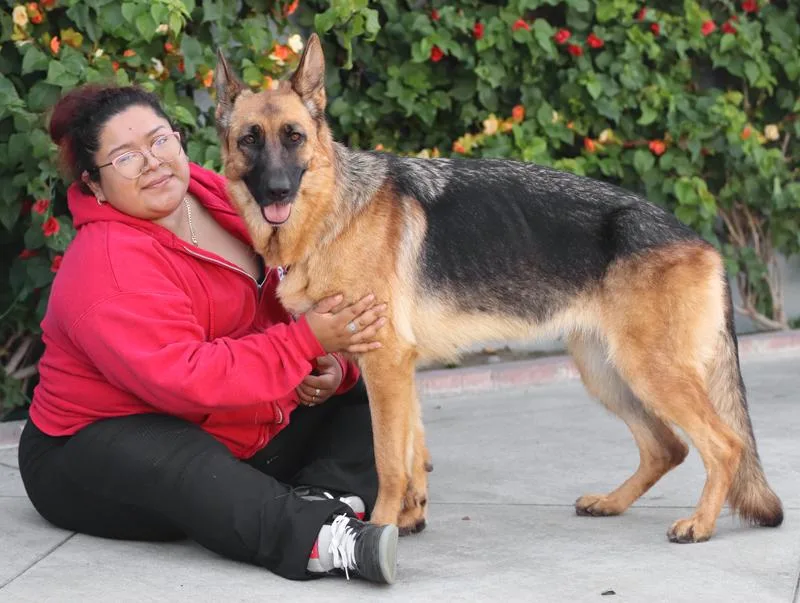 A young large-sized female Black German Shepherd Dog dog named Brandy von Bocholt for adoption in Los Angeles, CA
