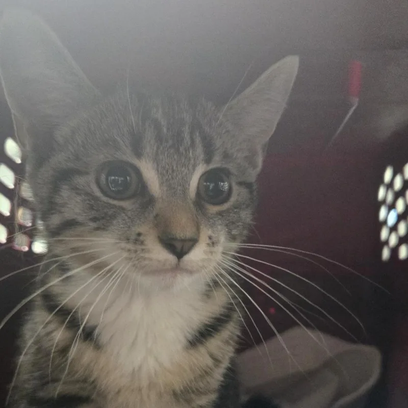 A baby small-sized female Brown / Chocolate Domestic Short Hair cat named Moonlight for adoption in East Hanover, NJ