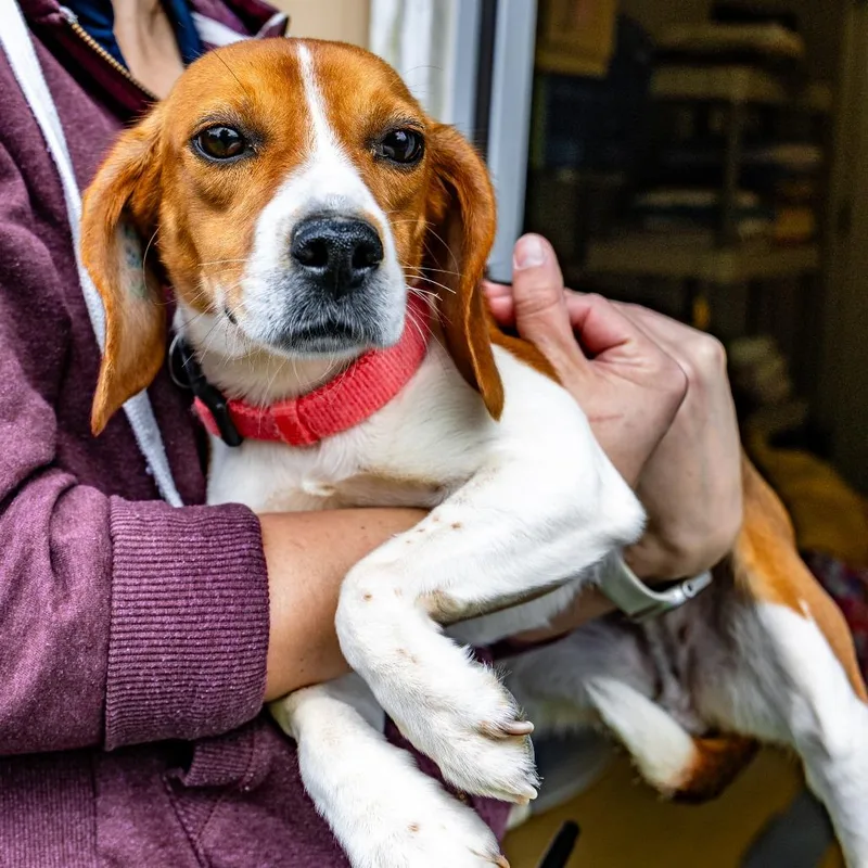 An adult small-sized female Black Beagle dog named Butterfly for adoption in Naperville, IL