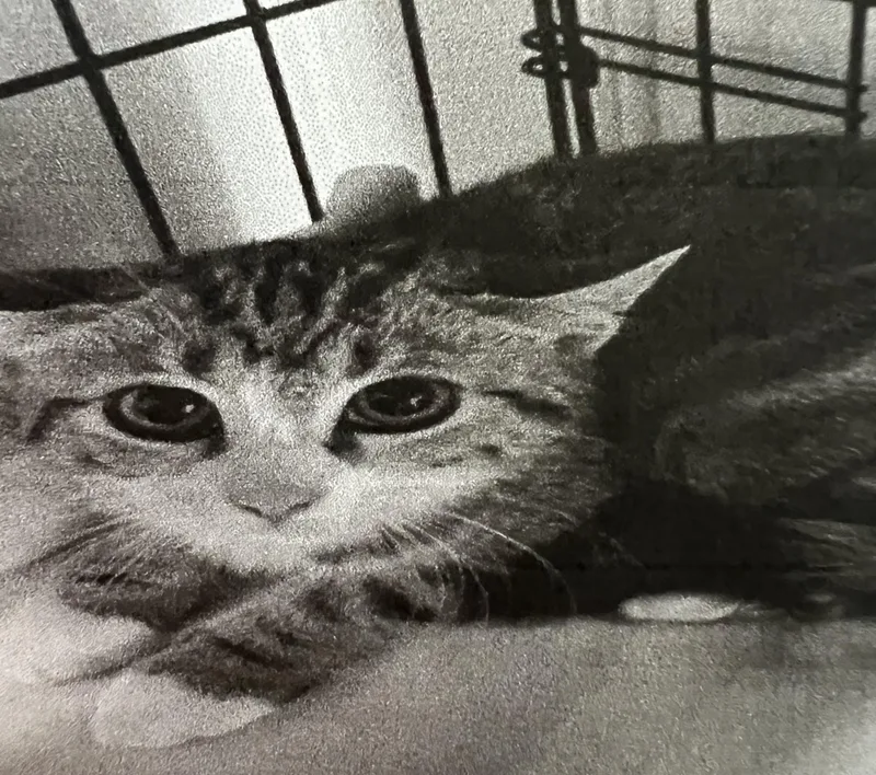 A baby medium-sized female Tabby (Brown / Chocolate) Domestic Short Hair cat named Pom Pom for adoption in New Windsor, NY