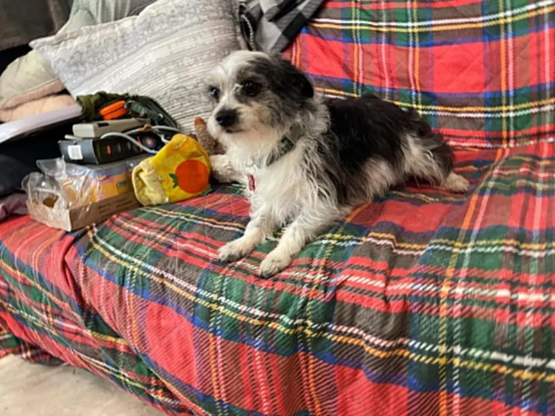 A young small-sized male Tricolor (Brown, Black, & White) Terrier dog named Pepe for adoption in Dutton, VA