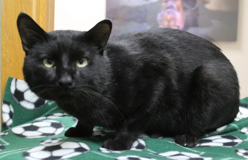 An adult medium-sized male Black Domestic Short Hair cat named Venkat for adoption in Portage, WI