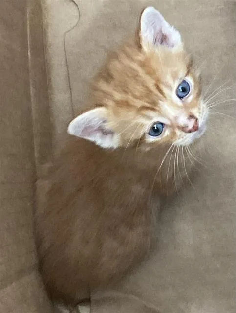 A baby medium-sized female Domestic Medium Hair cat named Cutie for adoption in Dallas, TX