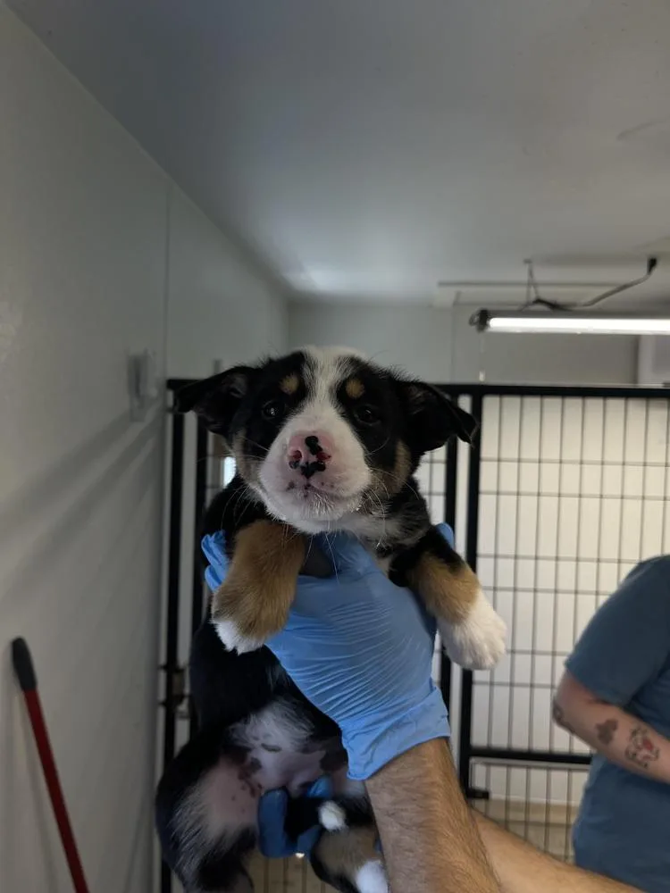 A baby medium-sized female Tricolor (Brown, Black, & White) Australian Shepherd dog named Honeycrisp for adoption in Bolivar, MO