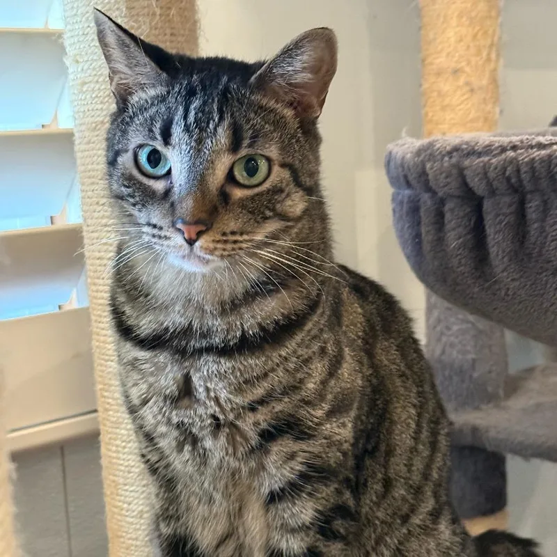 An adult small-sized male Domestic Short Hair cat named Nova for adoption in Brea, CA