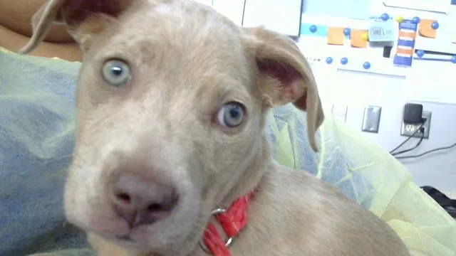 A baby medium-sized male Mixed Breed dog named Banjo for adoption in Dallas, TX