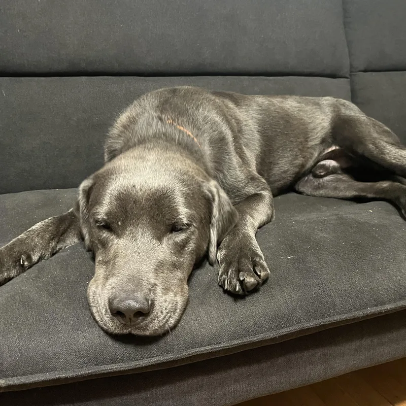 An adult medium-sized female Gray / Blue / Silver Labrador Retriever dog named Zazu for adoption in Cumberland, RI