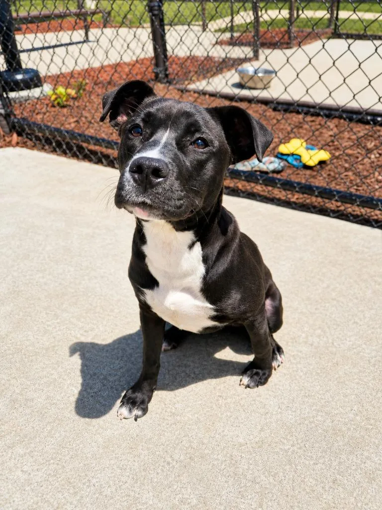 A young small-sized female Mixed Breed dog named Betty Lou for adoption in Rome, GA