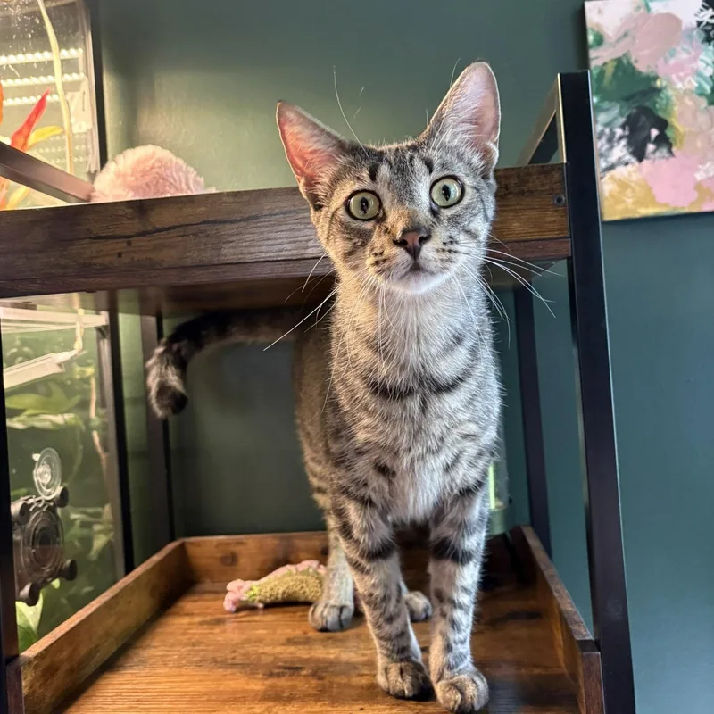 Spirit And Saint thumbnail 4