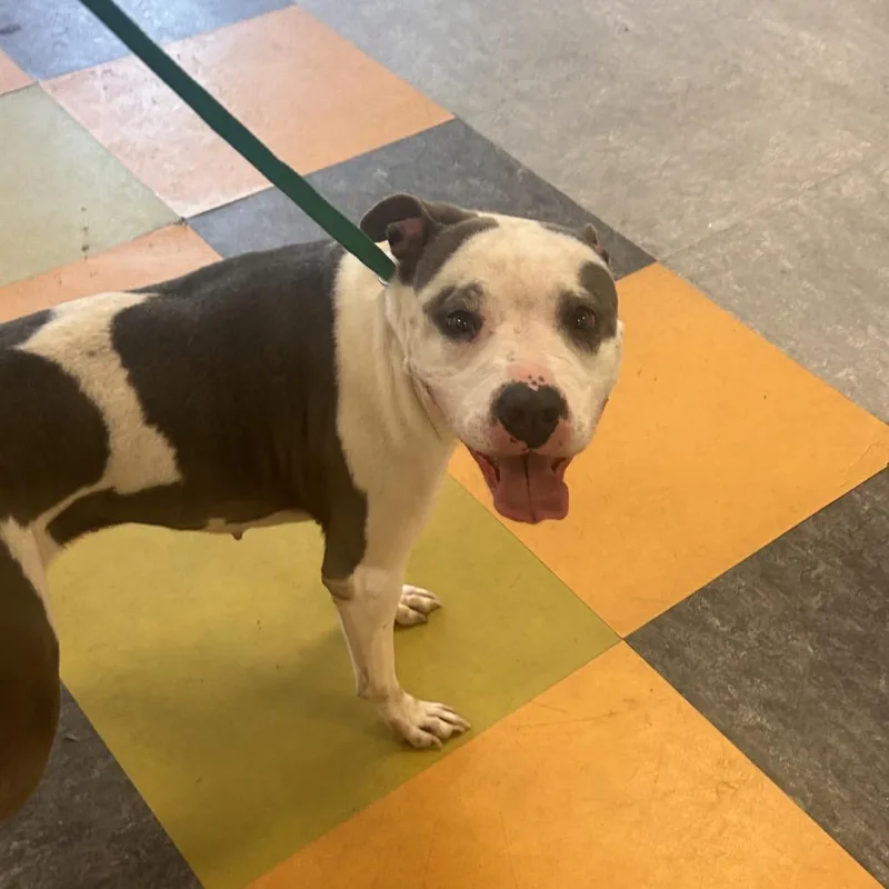 Hellodor thumbnail 3