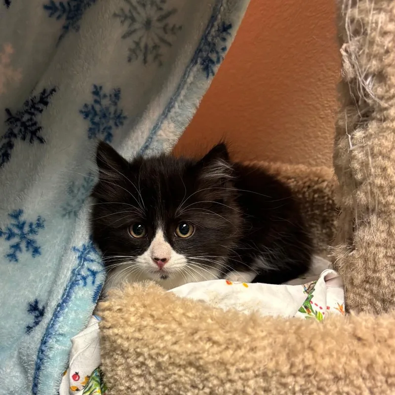 A baby small-sized male Black Domestic Long Hair cat named Martini for adoption in Flagstaff, AZ