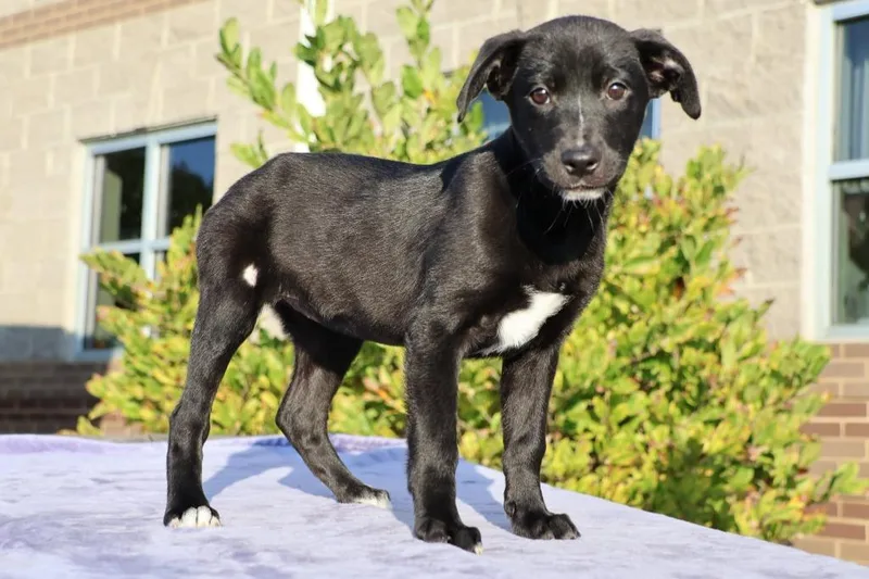 A baby small-sized female Mixed Breed dog named Gwen for adoption in Columbia, TN