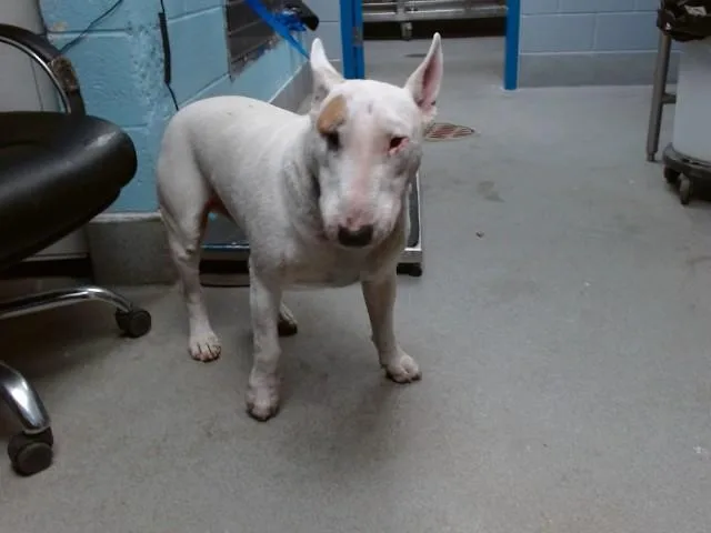 An adult medium-sized male Bull Terrier dog named Primo for adoption in Albuquerque, NM