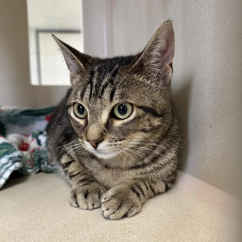 A young medium-sized male Brown / Chocolate Domestic Short Hair cat named Huckleberry for adoption in Houston, TX