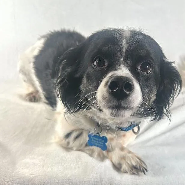 A senior small-sized female Black Spaniel dog named Sassy for adoption in Johnson City, TN