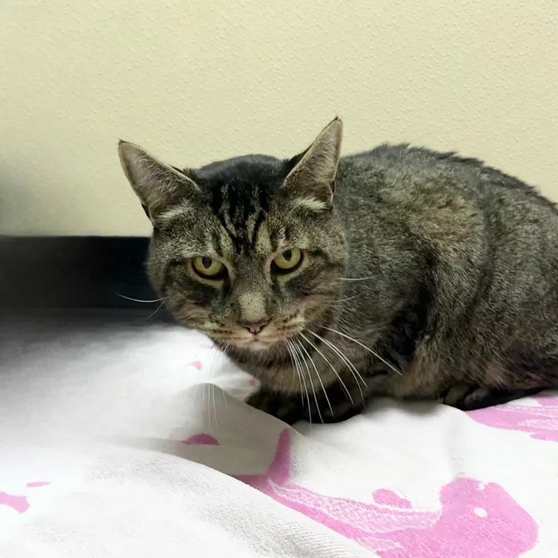 Fernando thumbnail 4