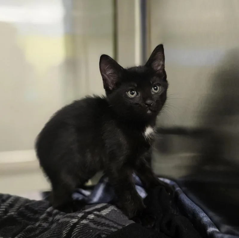 A baby small-sized male Black & White / Tuxedo Domestic Short Hair cat named Cornelius for adoption in Dickson, TN